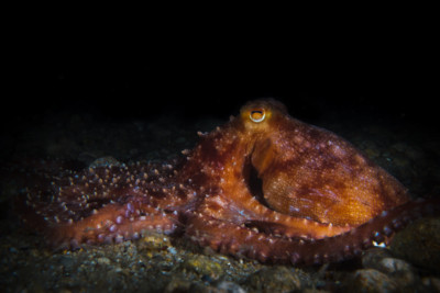 Poulpe tacheté Espèce : Poulpe tacheté