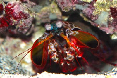 Peacock Mantis Shrimp Odontodactylae