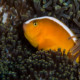 picture of Amphiprion sandaracinos