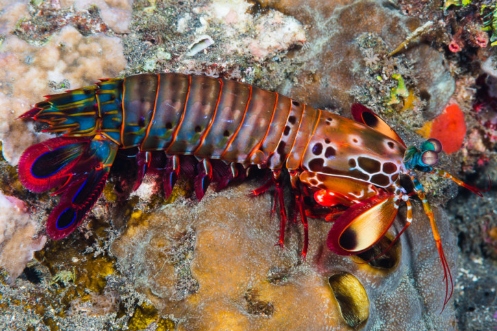 Odontodactylus scyllarus - Peacock Mantis Shrimp