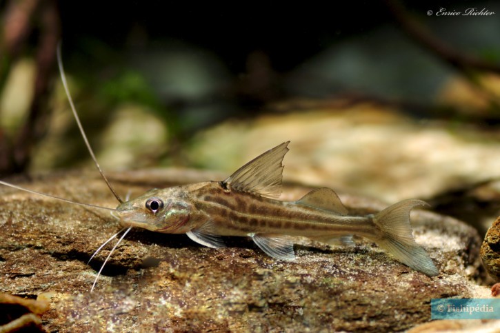 Pimelodus blochii