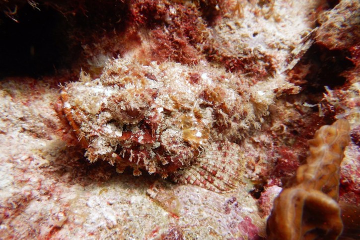 Comment se camouflent les poissons ?