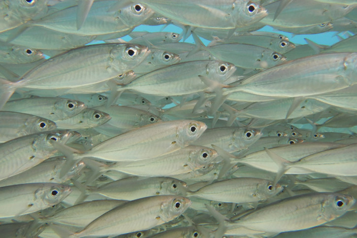 Qu’est-ce que la ligne latérale ?