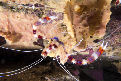 banded coral shrimp Stenopodidae