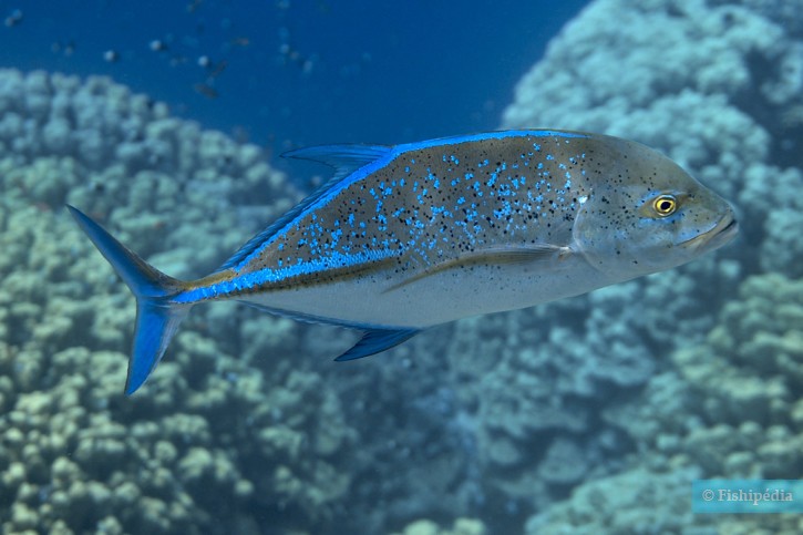 photographie - Nikolai Vladimirov