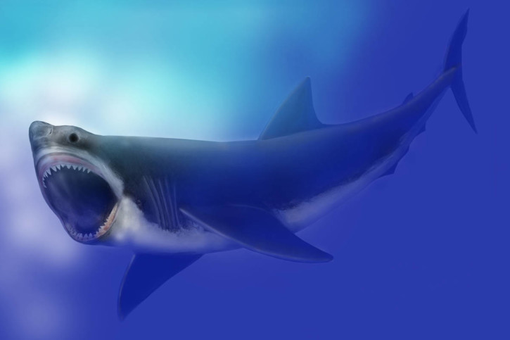 Mégalodon, le plus grand requin de tous les temps