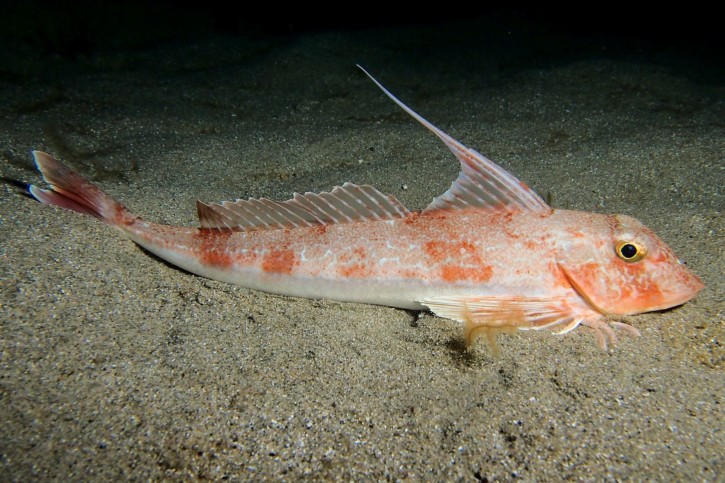 Chelidonichthys obscurus