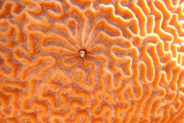 Pourquoi les coraux sont des animaux ?