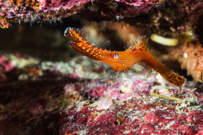 Crevette Donald Duck Palaemonidae