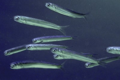 european anchovy Engraulidae