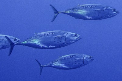 little tunny Scombridae