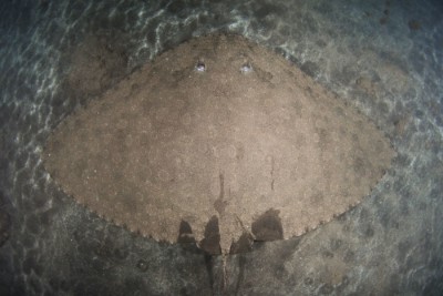 raie papillon épineuse Gymnuridae