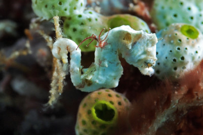 hippocampe pygmée de Coleman Syngnathidae