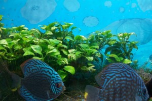 Aquarium reproduction