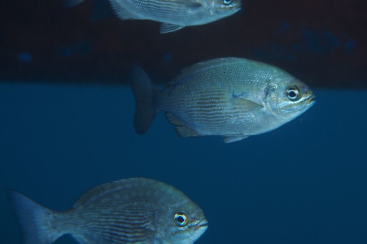 Kyphosus sectatrix - calicagère blanche
