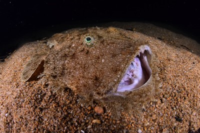 baudroie rousse Lophiidae