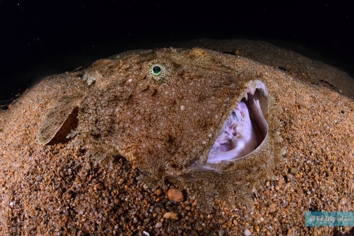 Lophius budegassa