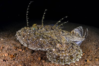 baudroie commune Lophiidae