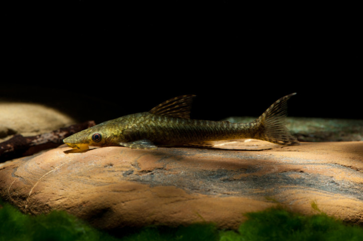 Les poissons nettoyeurs en aquarium