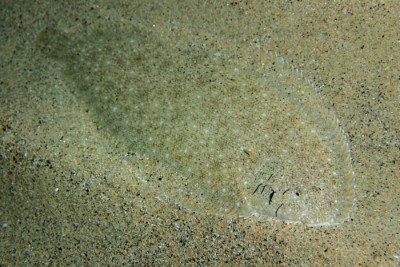 sole pole Soleidae