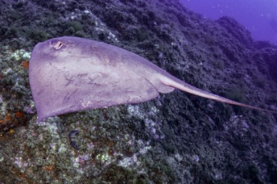 pastenague pélagique Dasyatidae