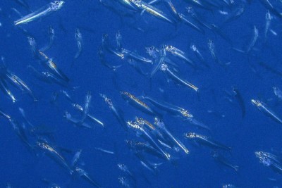 european pilchard Clupeidae