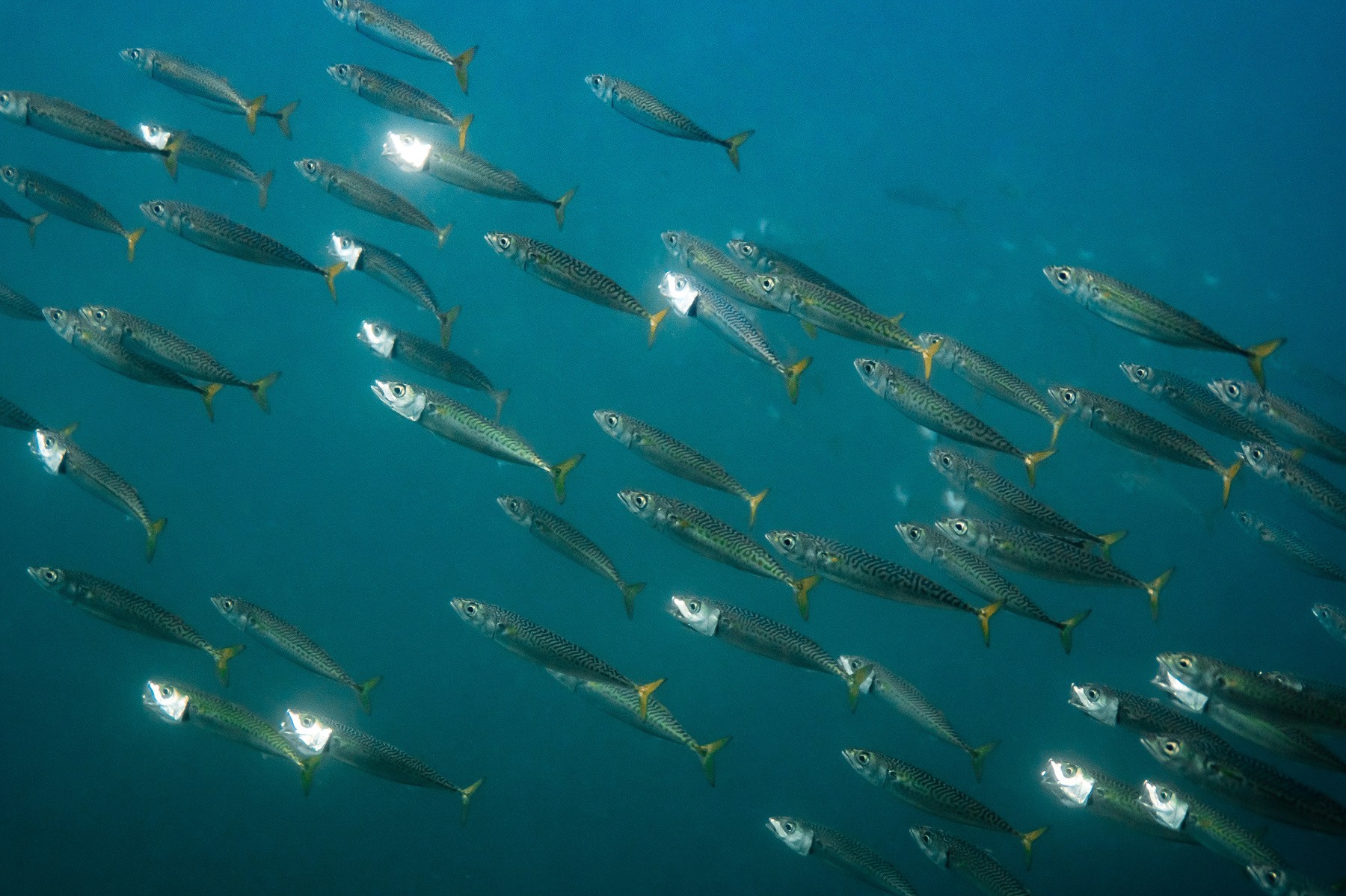 Atlantic chub mackerel • Scomber colias • Fish sheet