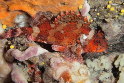 rascasse de Madère Scorpaenidae