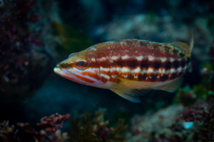 Serranus cabrilla