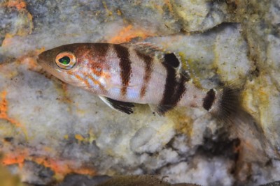 serran-hépate Serranidae