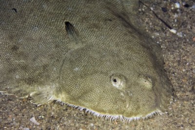 sole commune Soleidae