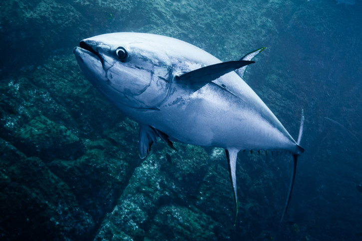 Thunnus thynnus