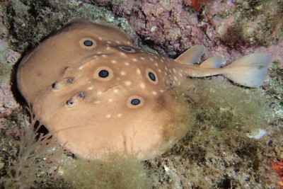 torpille à tâches Torpedinidae