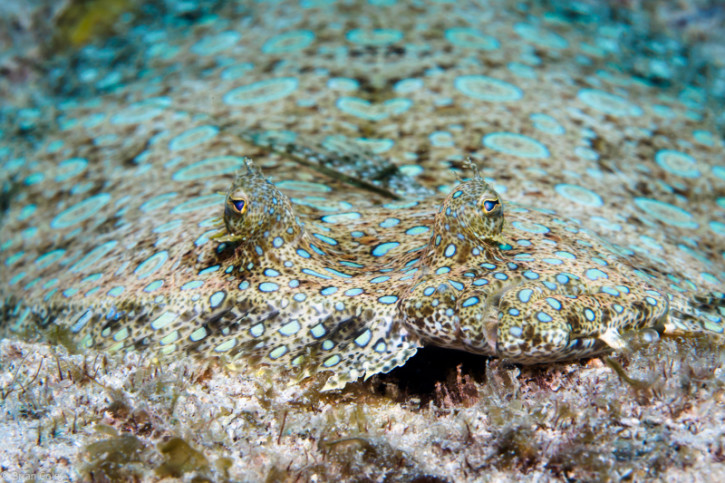 Qui sont les poissons-plats ?