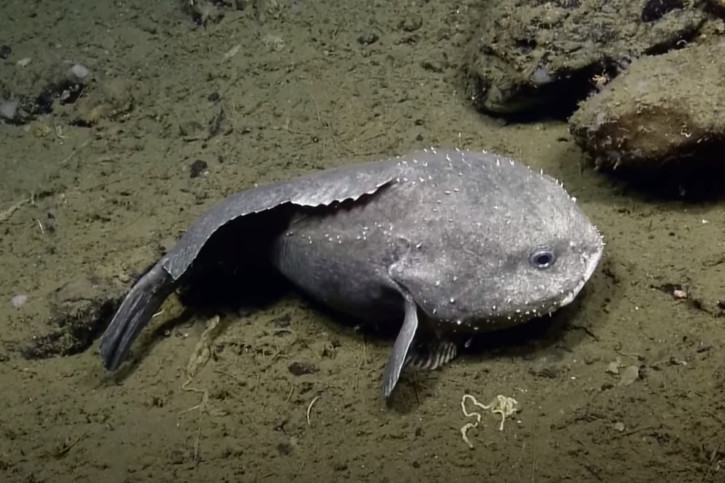 Blob Sculpin Sightings © Nautilus Live