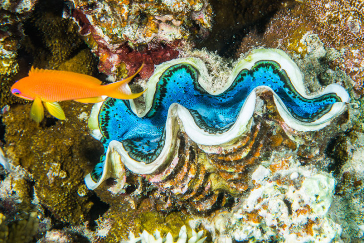 Comment les huîtres créent-elles des perles ?