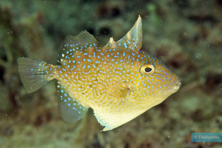 Balistes capriscus - baliste commun