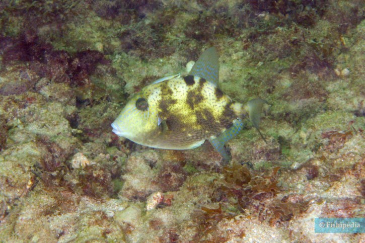 Balistes capriscus - baliste commun