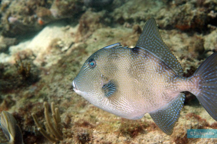 Balistes capriscus - baliste commun