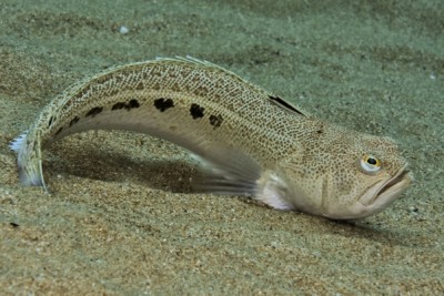 vive-araignée Trachinidae