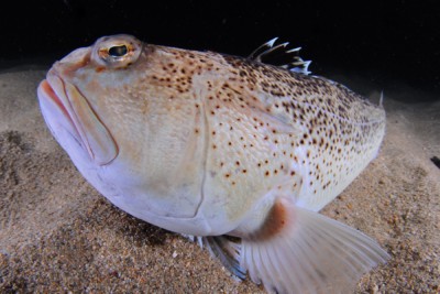 vive-léopard Trachinidae