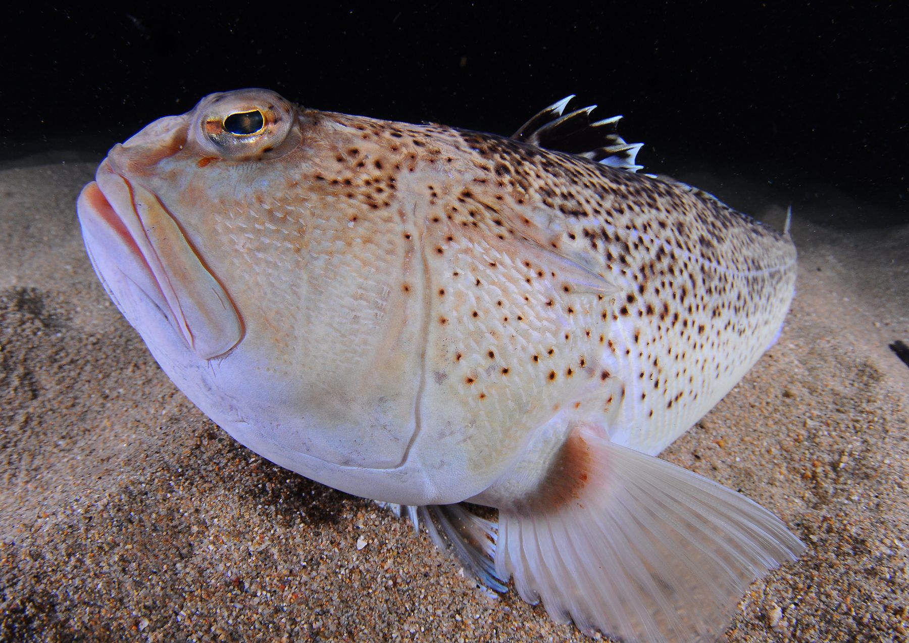 Vive le poisson éco !