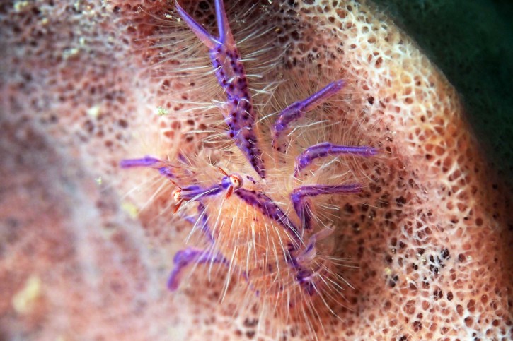 Lauriea siagiani - galathée poilue