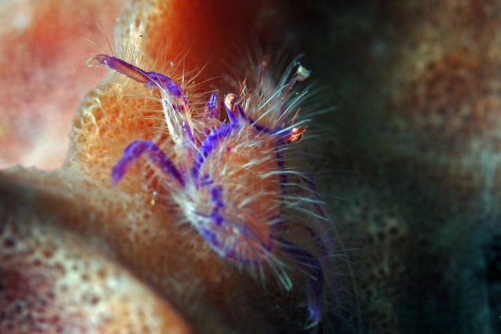 Lauriea siagiani - galathée poilue