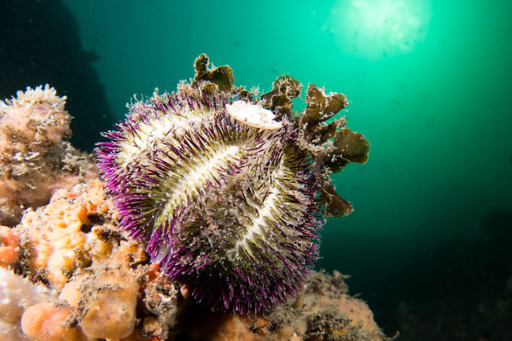 Oursins, des hérissons de mer spécialistes du camouflage