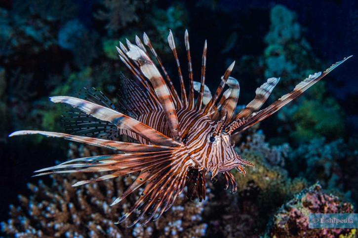 Pterois miles