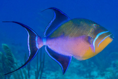 queen triggerfish Balistidae