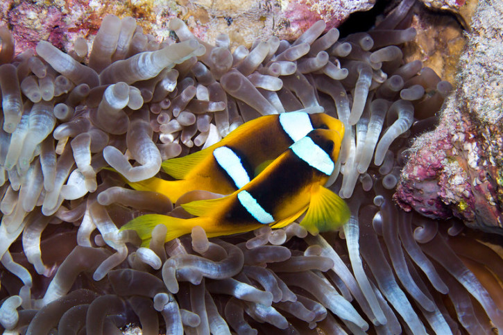 Pourquoi les poissons changent-ils de sexe ?