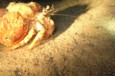 bernard l'ermite aux yeux verts Diogenidae