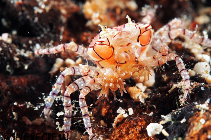 Lybia tessellata - cangrejo boxeador picasso